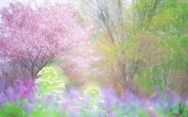 Beautiful Spring Backgrounds for Computer.