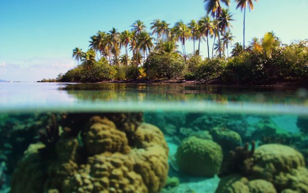 Beautiful Underwater HD Wallpapers Download Free.