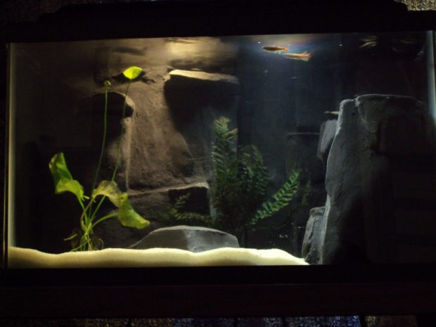 Black 3d Aquarium Backgrounds.