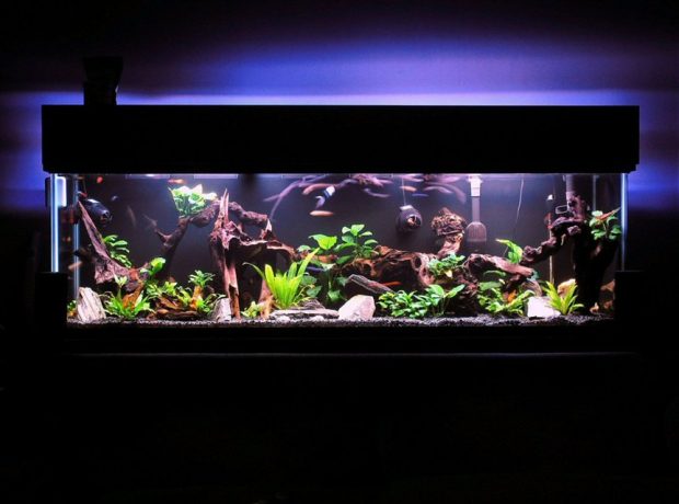 Black Aquarium Background 2.