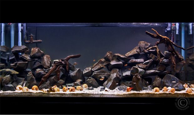 Black Aquarium Background 4.