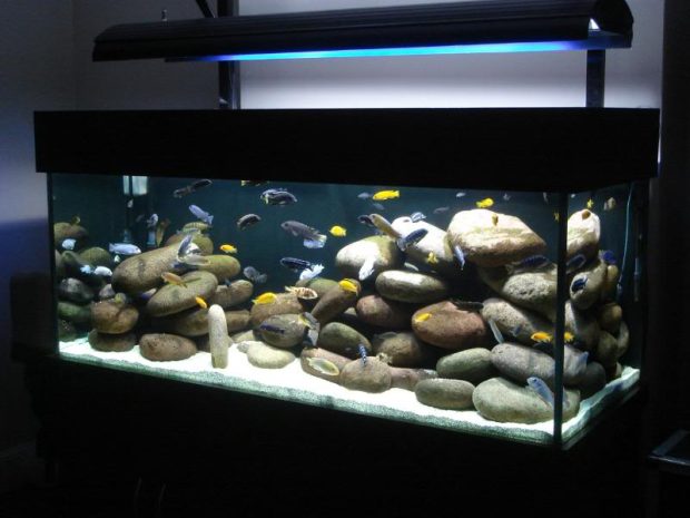 Black Aquarium Background 5.
