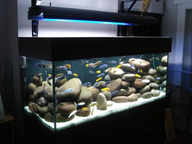 Black Aquarium Tank Background 2.