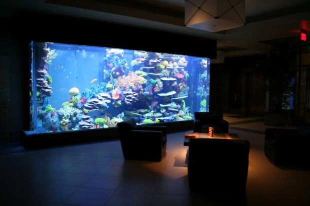 Black Fisk Tank Aquarium Background 1.