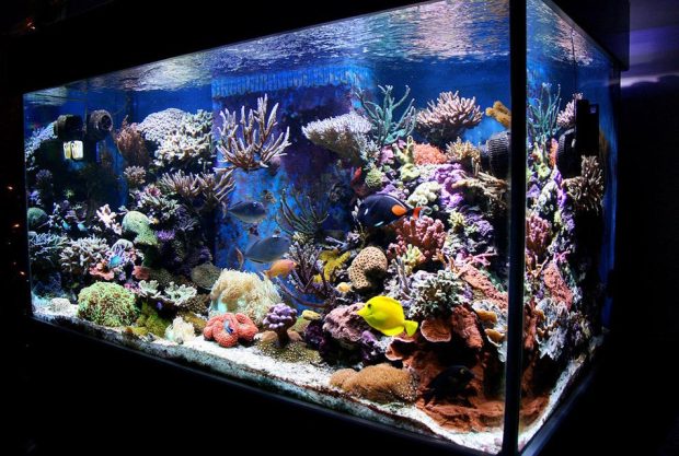 Black Fisk Tank Aquarium Background 2.