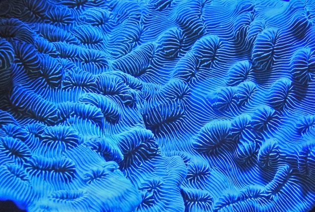 Blue Aquarium Wallpaper 1