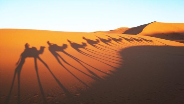 Camels Shadow in Sahara Desert Wallpapers.