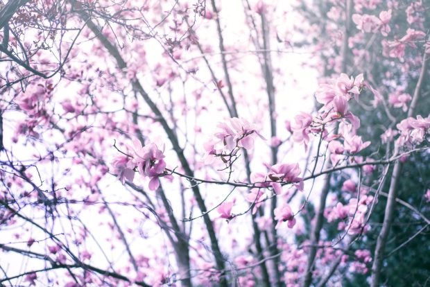 Cherry Spring Flowers Backgrounds for Desktop.
