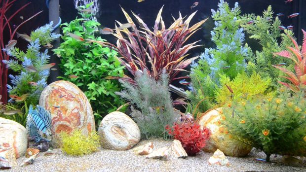 Colorful Aquarium Wallpaper 6