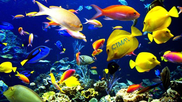 Colorful Aquarium Wallpaper 8