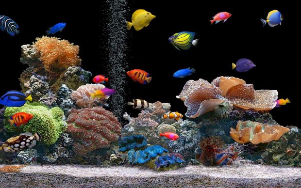 Cool 3D Aquarium Backgrounds 2.