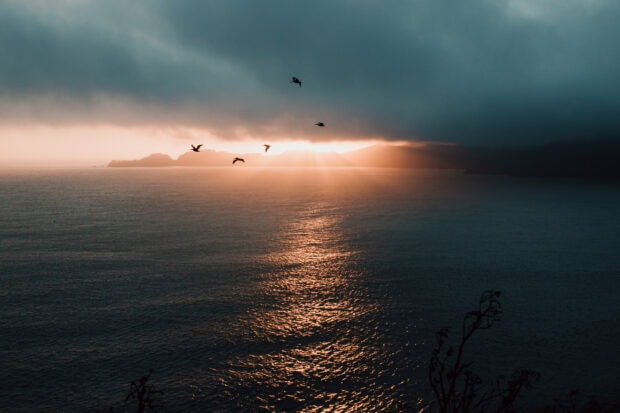 Sunset over ocean with flying seabirds and cloudy sky, dramatic coastal landscape, nature photography.