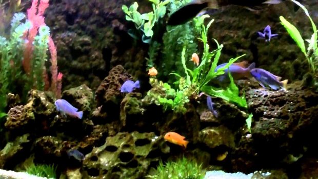 Cool Aquarium Backgrounds 2.