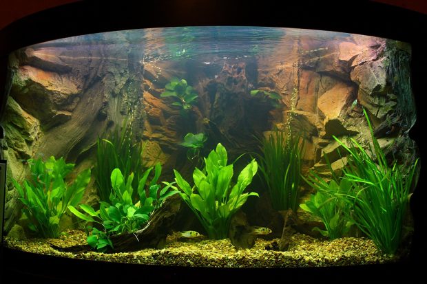 Cool Aquarium Backgrounds 5.