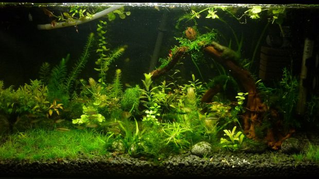 Cool Aquarium Wallpaper HD 1.