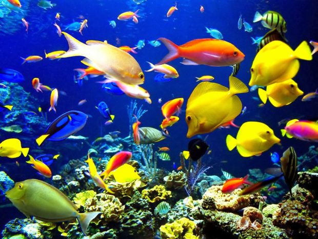 Cool Aquarium Wallpaper HD 7.