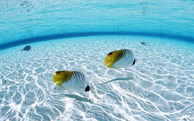Cool Underwater HD Wallpaper 5.
