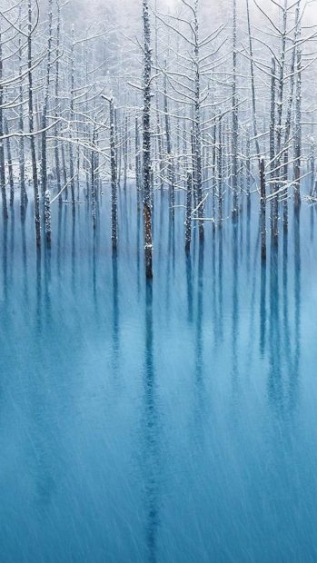 Cool Snow Trees Wallpaper for Iphone.