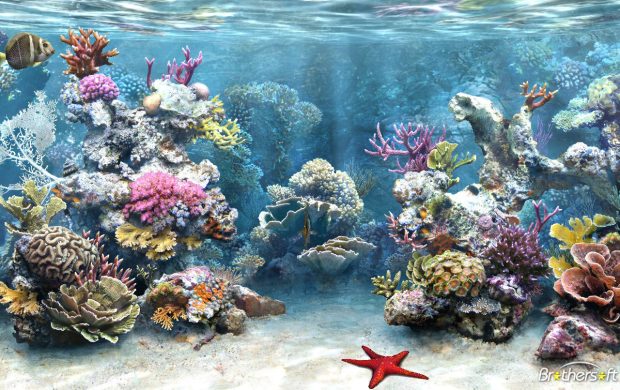 Coral Fish 3D Aquarium Background.