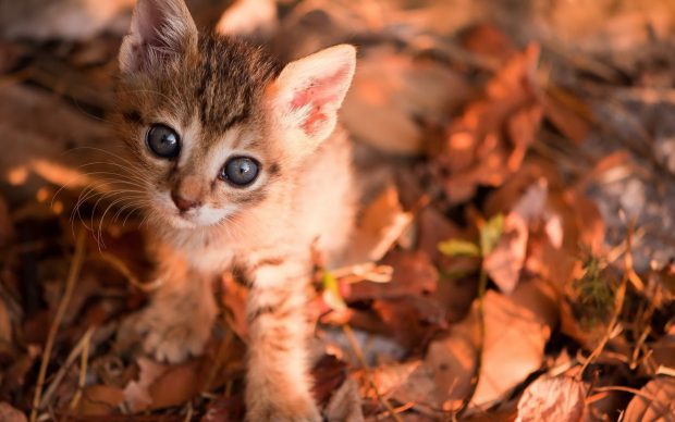 Cute Cat on Leaves.