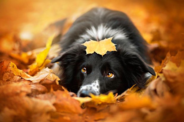 Cute Dog on Fall Leaves.