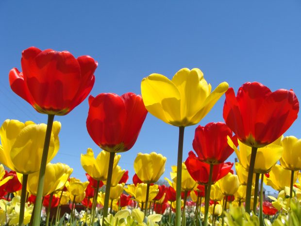 Cute Spring Flower HD Wallpapers 4.