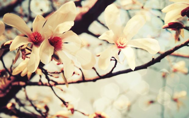 Cute Spring Flower Wallpapers 3.