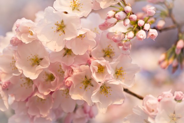 Cute Spring Flowers Backgrounds 2.