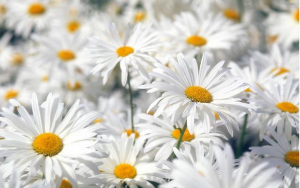 Cute Spring Flowers Backgrounds 5.