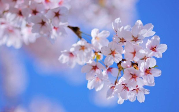 Cute Spring Flowers Backgrounds 7.