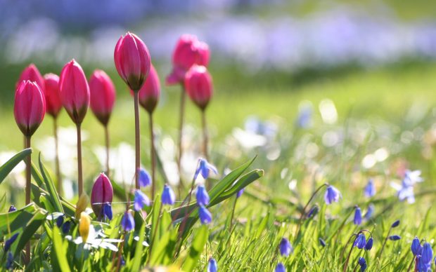 Cute Spring Flowers Backgrounds 8.