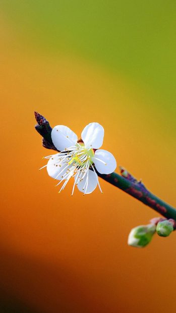 Cute Plum Flower Spring Scene Iphone Background