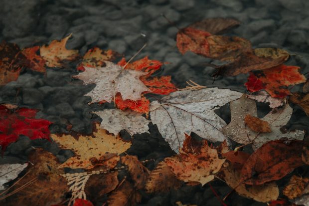 Download Free Fall Leaves Wallpapers 10.