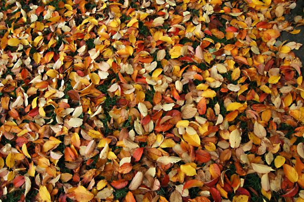 Download Free Fall Leaves Wallpapers 13.