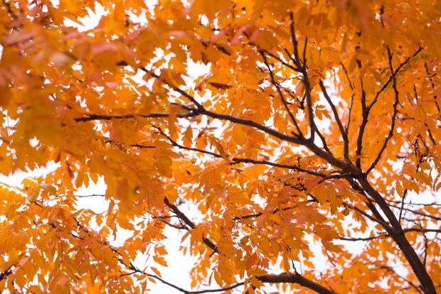 Download Free Fall Leaves Wallpapers 7.