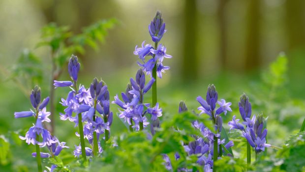 Earth Flower Purple 4K HD Flowers Wallpapers.