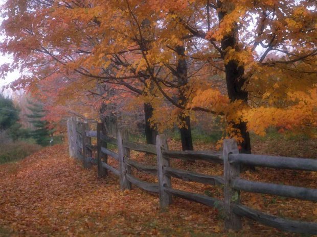 Fall Country image wallpaper 5.