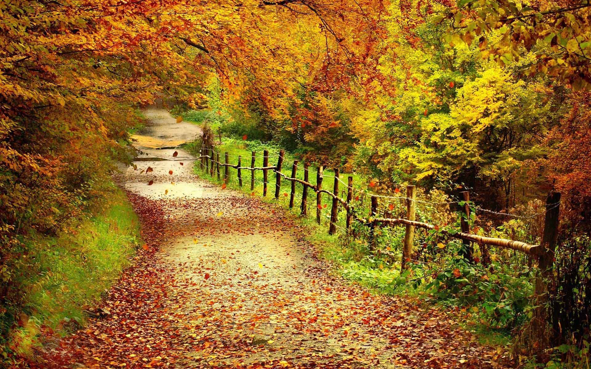 Fall Scenery HD Wallpapers 