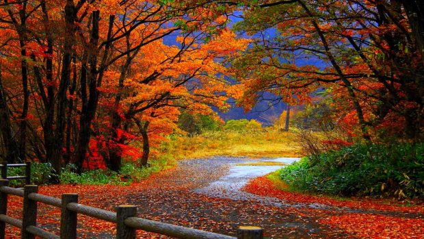 Fall Scenery HD Wallpaper for Desktop 1.