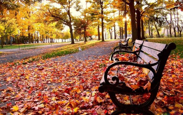 Fall Scenery HD Wallpaper for Desktop 2.