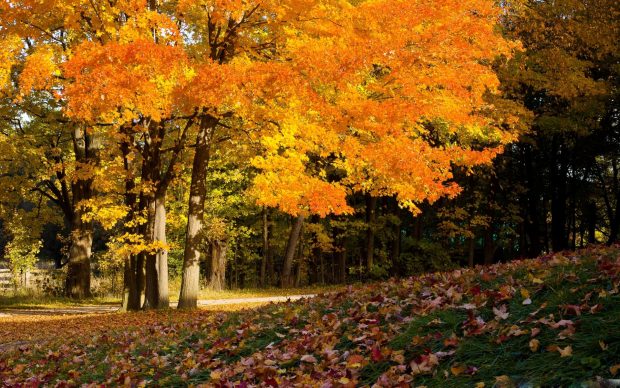 Fall Scenery HD Wallpaper for Desktop 3.