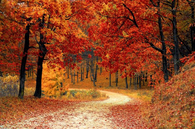 Fall leaves images wallpaper 5.