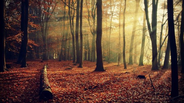 Fall Forest Sunshine Full HD Background.