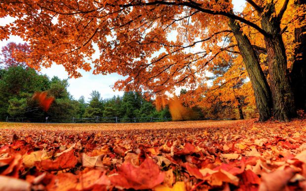 Fall Leaves Background.