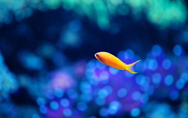 Fish underwater wallpaper HD download.