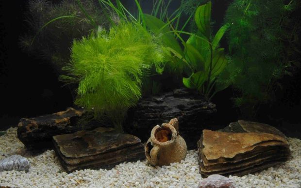 Fisk Tank Aquarium Backgrounds 1.