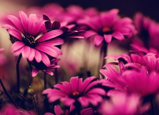 Flowers Wallpapers 4K for Desktop.