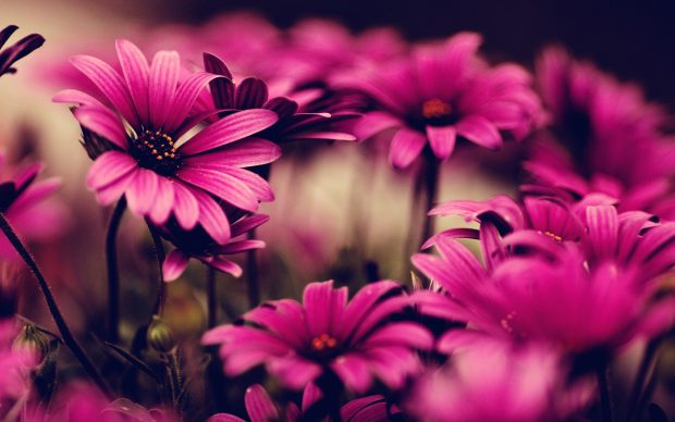 Flowers Wallpapers 4K for Desktop.