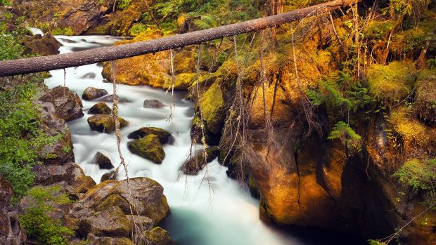 Foamy white Toketee River in the Autumn background.