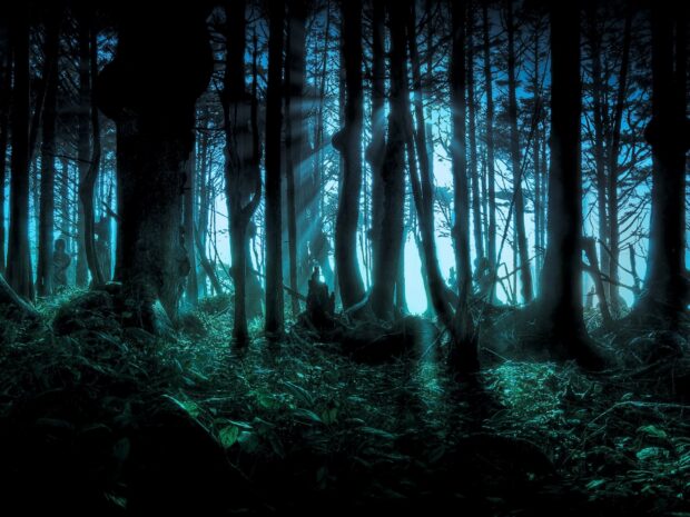 Mysterious forest at night with sunlight rays through tall trees and dense foliage.
